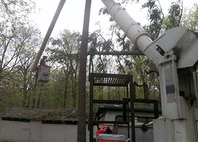Tree Trimming and Removal