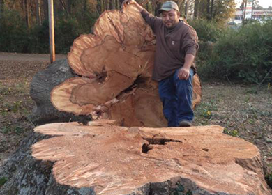 Tree Trimming and Removal
