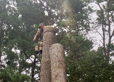 Tree Trimming and Removal